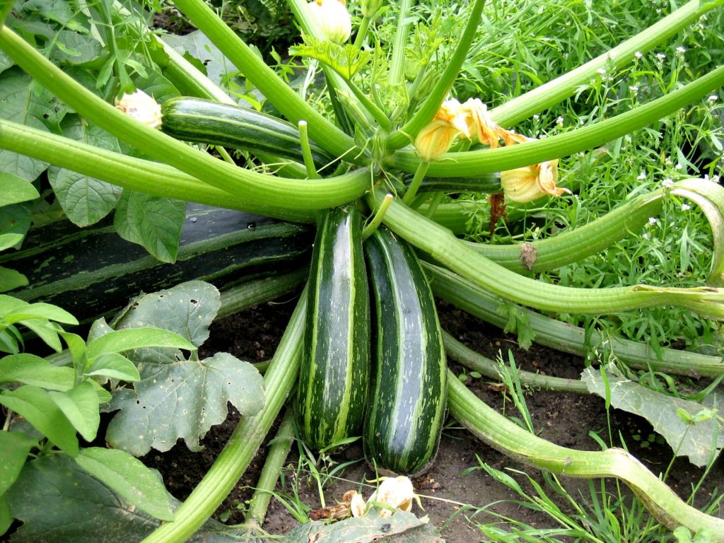 Types Of Zucchini Plants