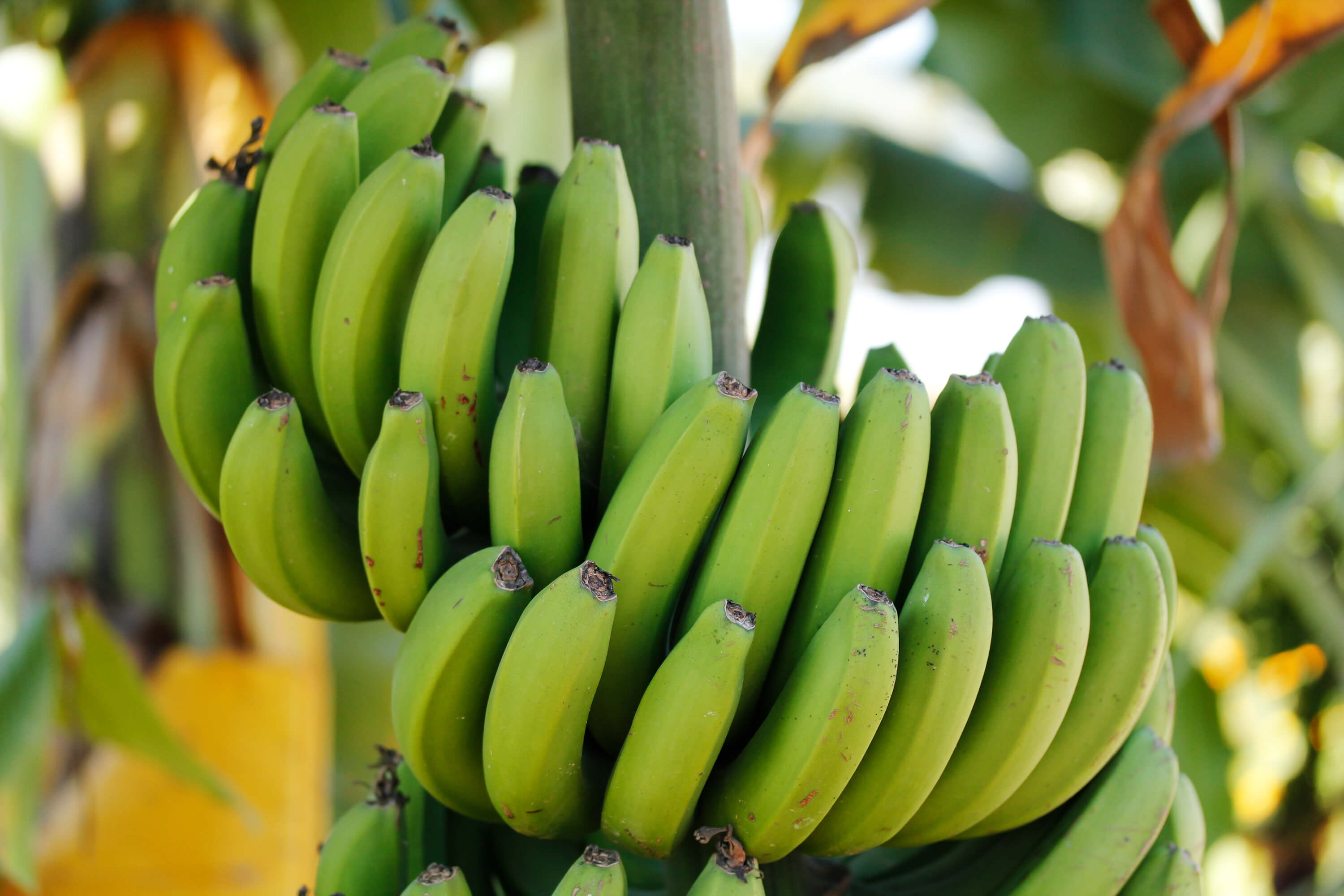 12 Amazing Health Benefits About Green Bananas That You May Not Know