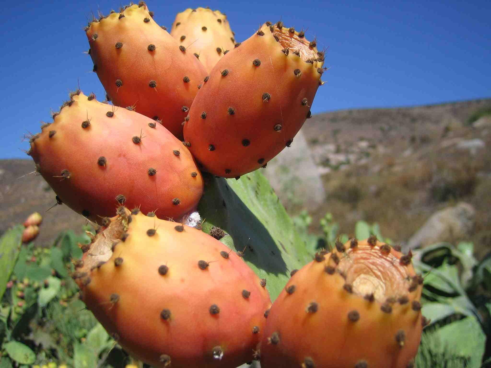 The Health Powers Of Prickly Pears Are Marvelous Alkaline Valley