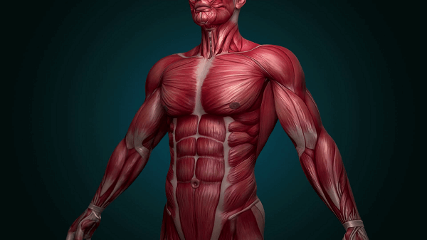 The Strength Of The Muscular System